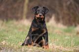 BEAUCERON - PUPPIES 389